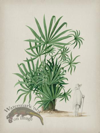 Andean Botanicals 037